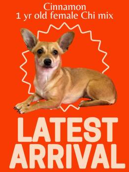 Rescue Chihuahua Dogs for Adoption in San Angelo, Texas - Cinnamon | PetCurious