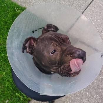 Hamburger -  Mixed Breed Dog for Adoption in Oak Park, Illinois - Hamburger | PetCurious