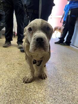 Pit Bull Terrier and American Bulldog Dogs Available for Adoption in Thousand Palms, California - MILO | PetCurious