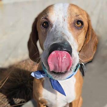 Rescue Hound and Mixed Breed Dogs for Adoption in Olathe, Kansas - Freddie | PetCurious