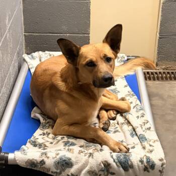 German Shepherd Dog Dogs Available for Adoption in Franklin, North Carolina - Gecko | PetCurious