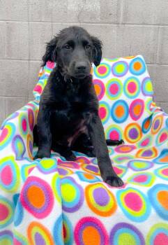 Tyler -  Golden Retriever and Mixed Breed Dog for Adoption in Murray, Kentucky - Tyler | PetCurious