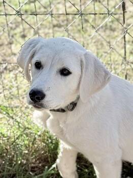Hannah -  Yellow Labrador Retriever Dog for Adoption in South Saint Paul, Minnesota - Hannah | PetCurious