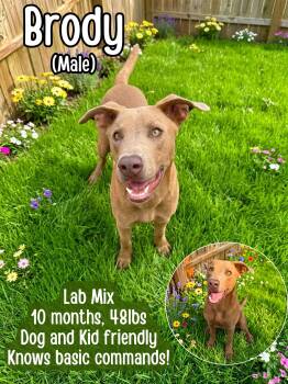Brody -  Labrador Retriever Dog for Adoption in Lancaster, Kentucky - Brody | PetCurious