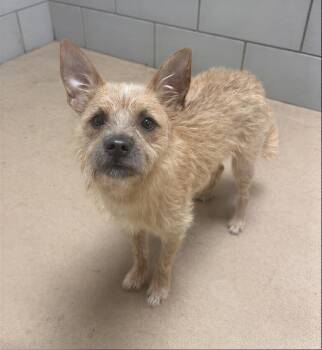 Mandala -  Mixed Breed Dog for Adoption in Nashville, Tennessee - Mandala | PetCurious
