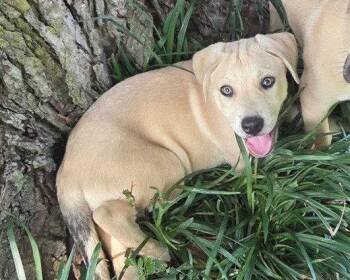Tex -  Black Mouth Cur Dog for Adoption in Winter Park, Colorado - Tex | PetCurious
