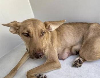 Labrador Retriever and Mixed Breed Dogs Available for Adoption - A650697 | PetCurious