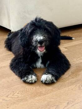 Sage -  Standard Poodle Dog for Adoption in Monroe, North Carolina - Sage | PetCurious