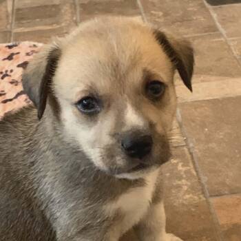 Shepherd Dogs Available for Adoption in Seguin, Texas - Sassafras  | PetCurious