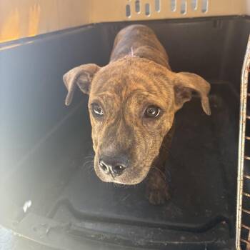 Hannah -  Terrier and Mixed Breed Dog for Adoption in Montgomery, Alabama - Hannah | PetCurious