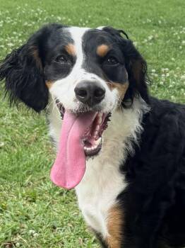 Cavapoo and Bernadoodle Dogs Available for Adoption in Baker, Louisiana - Corturoy | PetCurious