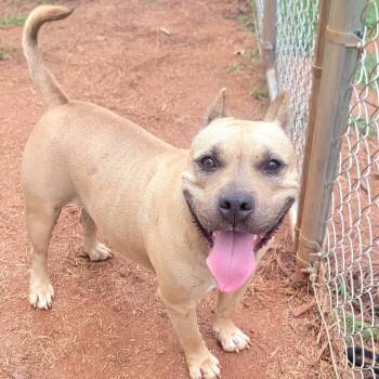 Tinsel -  English Bulldog Dog for Adoption in Valley, Alabama - Tinsel | PetCurious