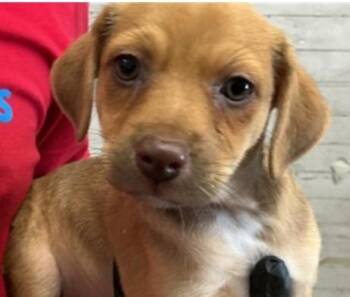Twinkie -  Dachshund and Terrier Dog for Adoption in Los Angeles, California - Twinkie | PetCurious