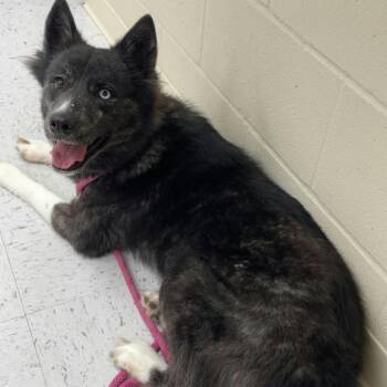 Shakira -  Husky Dog for Adoption in Chanute, Kansas - Shakira | PetCurious