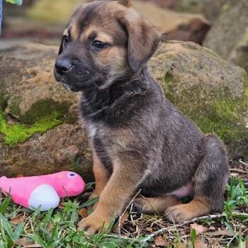 German Shepherd Dog and Mixed Breed Dogs Available for Adoption - Nigel | PetCurious