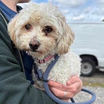 Mixed Breed Dogs Available for Adoption in Spokane, Washington - Letta | PetCurious