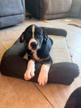 Bandit -  Mixed Breed Dog for Adoption in Riverdale, New Jersey - Bandit | PetCurious