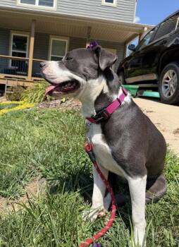 Junie -  Pit Bull Terrier Dog for Adoption in Candler, North Carolina - Junie | PetCurious