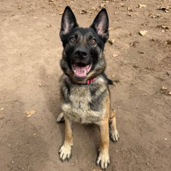 Hali -  German Shepherd Dog Dog for Adoption in Goleta, California - Hali | PetCurious
