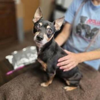 Raven -  Chihuahua Dog for Adoption in Justin, Texas - Raven | PetCurious