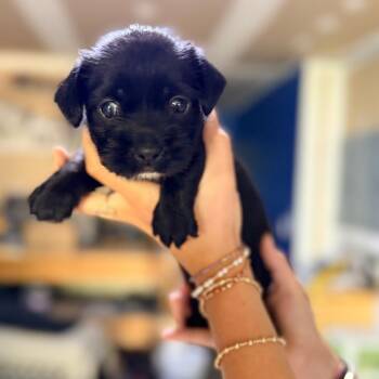 Athos -  Mixed Breed Dog for Adoption in Peachtree City, Georgia - Athos | PetCurious