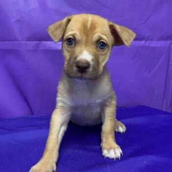 Pomeranian and Husky Dogs Available for Adoption - Riesling | PetCurious