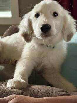 Great Pyrenees Dogs Available for Adoption in Brunswick, Maine - Kancan | PetCurious