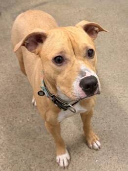 Pit Bull Terrier Dogs Available for Adoption in Cleveland, Ohio - Iceberg | PetCurious