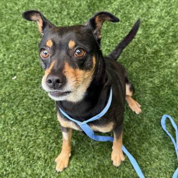 Edith -  Miniature Pinscher Dog for Adoption in Burlingame, California - Edith | PetCurious