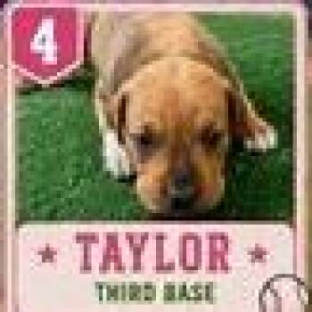 Taylor -  Hound and Mixed Breed Dog for Adoption in Tampa, Florida - Taylor | PetCurious
