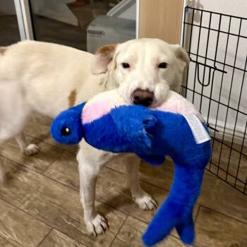 Rescue Cattle Dog and Mixed Breed Dogs for Adoption in Flagstaff, Arizona - Quinn- Irish For "wise" And Human For "best Friend&# | PetCurious