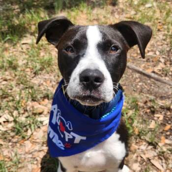 Rescue Boxer and Mixed Breed Dogs for Adoption in Austin, Texas - George AG | PetCurious