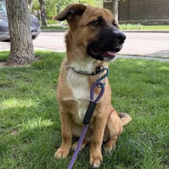 Shepherd and Golden Retriever Dogs Available for Adoption in Olive Branch, Mississippi - Starla | PetCurious