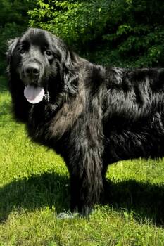 Prince Henry -  Newfoundland Dog and Great Pyrenees Dog for Adoption in Ledyard, Connecticut - Prince Henry | PetCurious