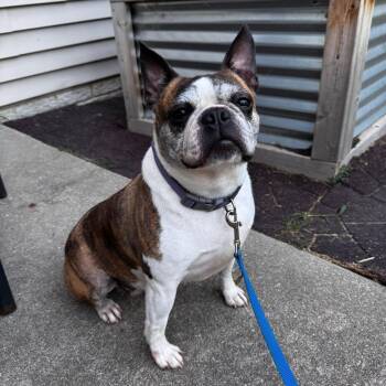 JoJo in IA -  Boston Terrier Dog for Adoption - JoJo In IA | PetCurious