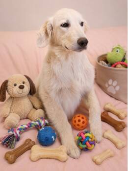 Milo -  Great Pyrenees Dog for Adoption in San Tan Valley, Arizona - Milo | PetCurious