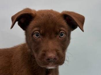 Maximus -  Labrador Retriever and Mixed Breed Dog for Adoption in Minneapolis, Minnesota - Maximus | PetCurious