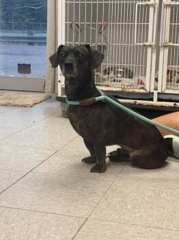 Dachshund Dogs Available for Adoption in Sorrento, Louisiana - Seacole | PetCurious