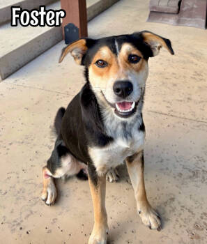Rescue German Shepherd Dog and Australian Kelpie Dogs for Adoption in Tulsa, Oklahoma - Foster | PetCurious