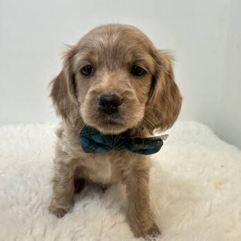 Cockapoo Dogs Available for Adoption - Morris  | PetCurious