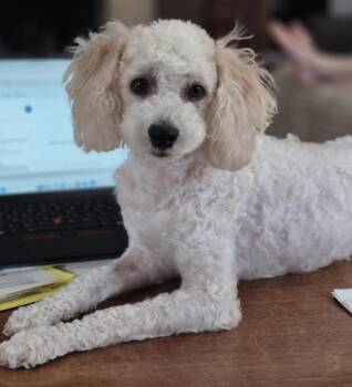 Ziggy -  Miniature Poodle Dog for Adoption in Dallas, Texas - Ziggy | PetCurious