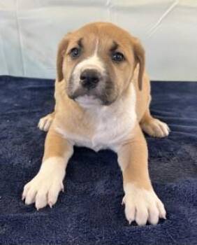 Alma Joyce -  Terrier and Mixed Breed Dog Available for Adoption in West Memphis, Arkansas - Alma Joyce | PetCurious