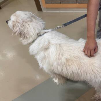 Great Pyrenees Dogs Available for Adoption - Polar | PetCurious
