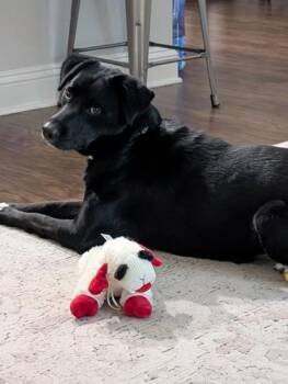 Retriever and Mixed Breed Dogs Available for Adoption - 91743a Myrtle | PetCurious