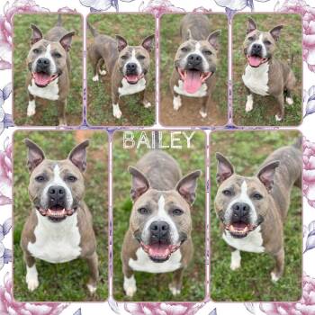 Pit Bull Terrier and Mixed Breed Dogs Available for Adoption in Fort Smith, Arkansas - Bailey | PetCurious