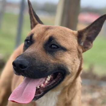 Rescue Black Mouth Cur and Shepherd Dogs for Adoption in Morganfield, Kentucky - Rex | PetCurious