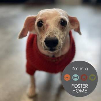 Mixed Breed Dogs Available for Adoption - Smokey | PetCurious