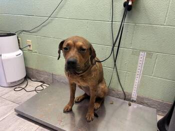 STELLA -  American Staffordshire Terrier and Mixed Breed Dog for Adoption in Grand Prairie, Texas - STELLA | PetCurious