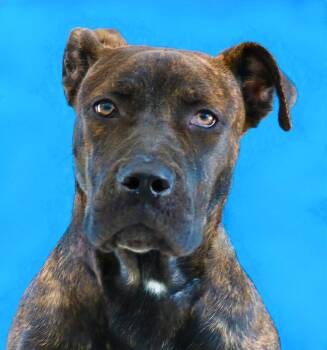 APRIL -  Plott Hound Dog for Adoption in Pasadena, California - APRIL | PetCurious