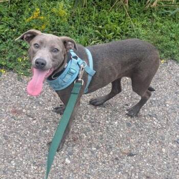 Wilder -  Mixed Breed Dog for Adoption in Lansing, Michigan - Wilder | PetCurious